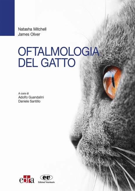 gatto